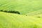 Green typical tuscan landscape in spring time