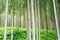 Green undergrowth background. Tall trunks of trees, firs, in the sunlight