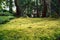 A green undergrowth in the Japanese Tea Garden