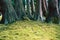 A green undergrowth in the Japanese Tea Garden, San Francisco