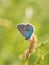 Green-underside blue Glaucopsyche alexis butterfly