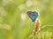 Green-underside blue Glaucopsyche alexis butterfly