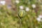 Green unopened poppy bud on a blurred background. Close-up.