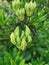 Green unopened rhododendron buds in the botanical garden of St. Petersburg