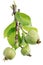 Green unripe apple fruits at the beginning of vegetative matura