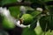 Green unripe apple growing on tree, soft bokeh