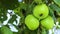 Green unripe apples and leaves on the branches of an apple tree stagger in the wind. Video clip. Selective focus