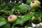 Green unripe apples ripen on branch under rain.