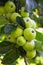 Green unripe apples on a tree branch with leaves