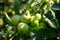 Green unripe apples on a tree branch with leaves