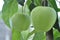 Green unripe apples on a tree with foliage ripen in the sun