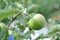 Green unripe apples on a tree with foliage ripen in the sun