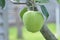 Green unripe apples on a tree with foliage ripen in the sun