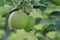 Green unripe apples on a tree with foliage ripen in the sun