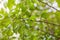 Green unripe apricots on a tree branch