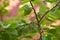 Green unripe apricots on a tree branch