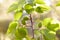 Green unripe apricots on a tree branch