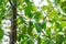 Green unripe apricots on a tree branch in a garden