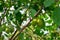 Green unripe apricots on a tree branch in a garden