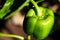 Green unripe bell pepper fruit Capsicum annuum growing on pepper plant