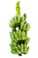 Green unripe bunch of bananas, isolated on background