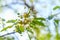 Green unripe cherries hanging on branches in cherry tree