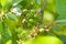 Green unripe cherries hanging on branches in cherry tree