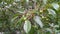 Green unripe cherry with raindrops growing  on a tree. Spring, rain, fresh air.