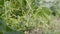 Green unripe cucumbers, small in the greenhouse, agriculture