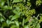 Green unripe currant