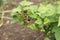 Green unripe currant berry grows on bush