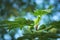 Green unripe figs Ficus carica on the tree.