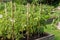Green unripe fresh tomatoes growing in vegetable community garden