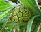 Green Unripe Fruit of Pandanus Odorifer - Kewda or Umbrella Tree - Pine - Tropical Plant of Andaman Nicobar Islands