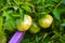 Green and unripe fruit of tomatoes on a Bush