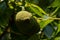 Green Unripe Fruits of Eastern American Black Walnut, a species of deciduous tree in the Juglandaceae family