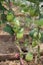 Green unripe fruits of tomato plants growing in greenhouse indoors