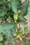 Green unripe fruits of tomato plants growing in greenhouse indoors