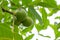 Green unripe fruits of a walnut hanging on a branch. Natural walnut tree with three green peanuts in the peel, fresh nature.