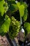 Green unripe Gamay Noir grape growing on hilly vineyards near beaujolais wine making village Val d`Oingt, gateway to Beaujolais