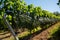 Green unripe Gamay Noir grape growing on hilly vineyards near beaujolais wine making village Val d`Oingt, gateway to Beaujolais