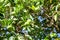 Green unripe grapefruit on a tree branch in the orchard