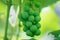 Green, unripe grapes in the garden on the vine.