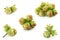 Green Unripe Hazelnuts