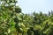 Green unripe lemons growing on tree, blue sky in background