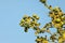 Green unripe lemons on the tree against blue sky, lit by afternoon sun.