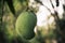 Green unripe mango on mango tree