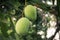 Green unripe mango on mango tree