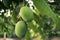 Green unripe mango on mango tree