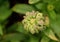 Green unripe marigold seeds on blurred green background